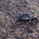 Desert Spider Beetle