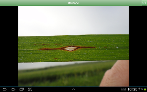 Diagnoses - Arroz Irrigado Screenshots 5