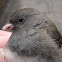 Dark-eyed Junco