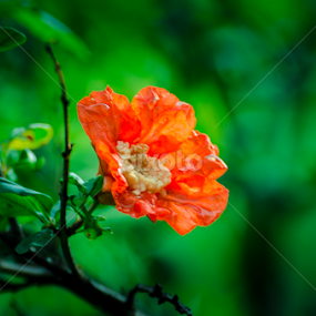 by Sanyog Patial - Flowers Single Flower