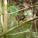 Green-backed Kingfisher