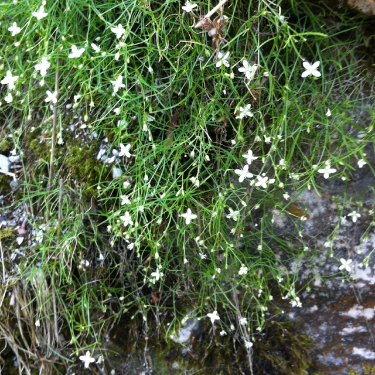 The picture is pretty blurry but it could be Wild Radish
