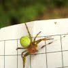 Cucumber Green Spider / Pauk