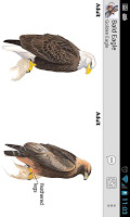 Sibley Birds - Lite APK 屏幕截图图片 #6