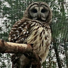 Barred Owl