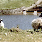 Scottish Black-Faced Sheep