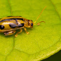 Leaf Bettle