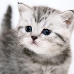 Funny kitty pet.apk 1.0