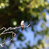 Rufous Hummingbird