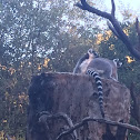 Ring-tailed Lemur