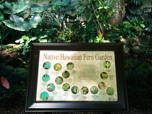 Native Hawaiian Fern Garden