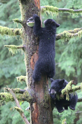 bear-cubs - Here's a shot of the bear cub's sibling making its way up to a higher branch.