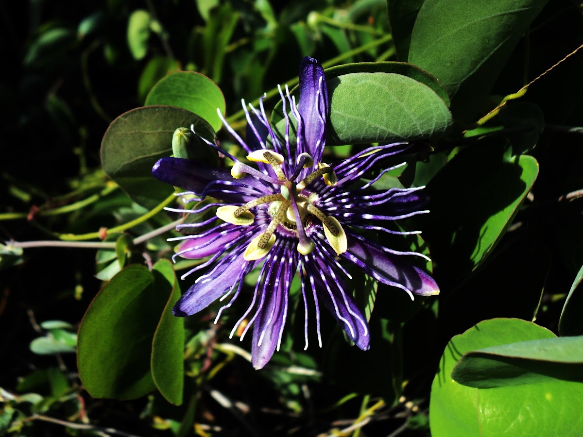 Flor do maracujá (passion flower)