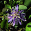 Flor do maracujá (passion flower)