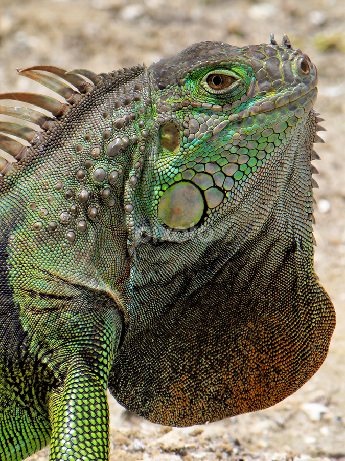 Extreme Closeup Green Iguana Displaying Neck Dewlap by Jill Nightingale - Animals Reptiles