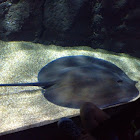Giant freshwater stingray