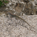 Striped Anole