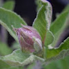 Salvia (bud)