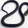 Muller's crowned snake