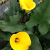 Golden Arum Lily