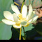 American lotus,     Yellow Water Lotus