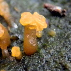 Jelly Fungus