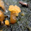 Jelly Fungus