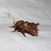 Spiny Oak Slug Moth