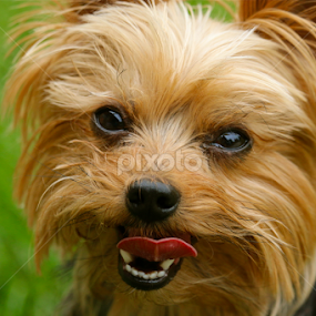 Smiling by Sydney Rohmann - Animals - Dogs Portraits