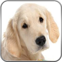 Golden Retriever+ logo
