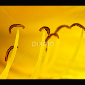 close to flower by Santosh Biswas - Flowers Single Flower