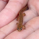 Chamberlain's Dwarf Salamander