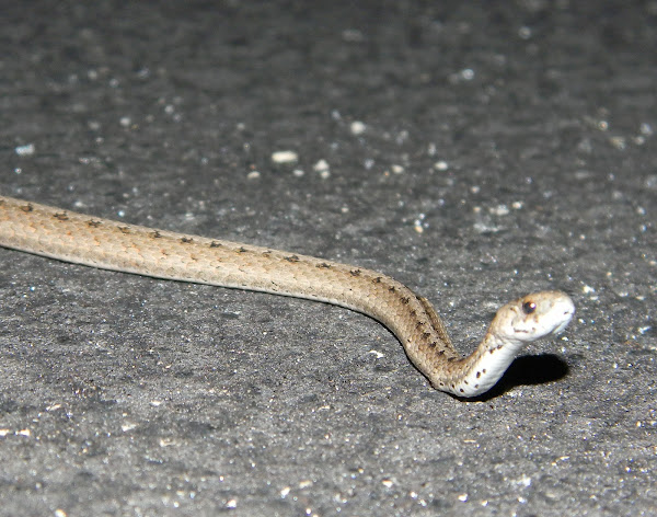 Florida Brown Snake | Project Noah