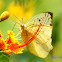 Yellow Grass Butterfly