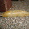 Pacific Banana Slug