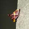 Pyralidae Moth
