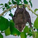 Vesper (Bat)