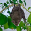 Vesper (Bat)