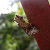 Brown Cossid Moth