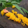 Jelly fungus