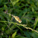ground skimmer (female)