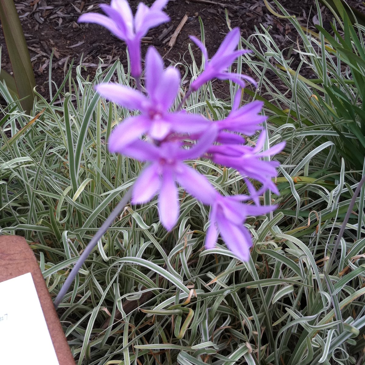 Variegated society garlic