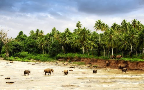 Elephant Wallpaper Screenshots 8