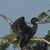 Indian cormorant