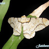 Geometridae, Ennominae