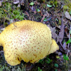 bolete type mushroom