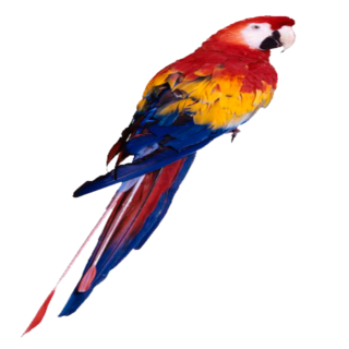 Widgets store: Parrot
