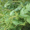 Giant ragweed