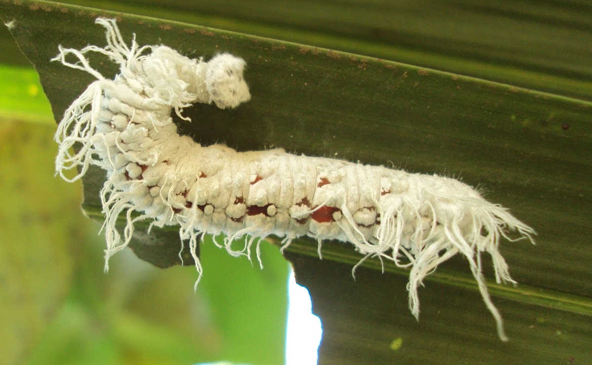 caterpillar of Giant Red Eye