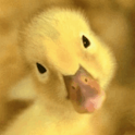 Funny Duck Live Wallpaper logo